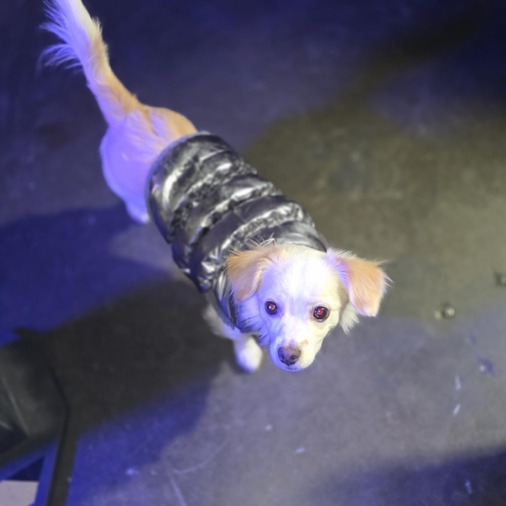 Dog Winter Puffer Jacket Size L silver Warm Pet Coat ,Dog Clothes Cozy - Picture 3 of 5